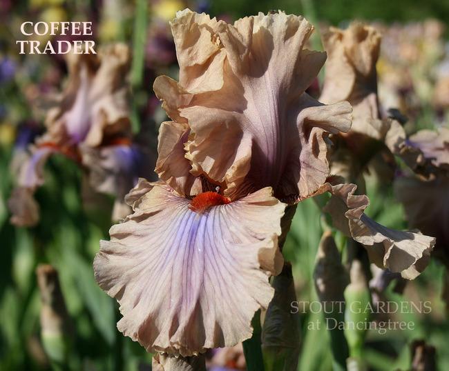 Photo of Tall Bearded Iris (Iris 'Coffee Trader') uploaded by Calif_Sue