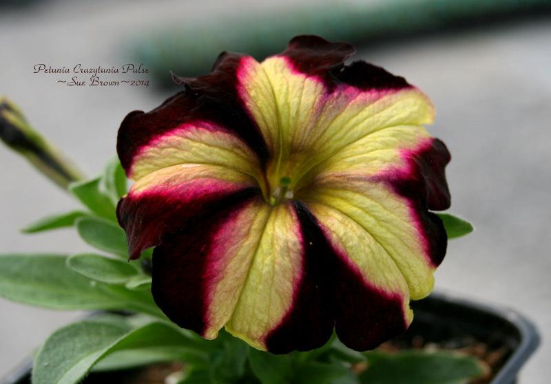 Photo of Petunia Crazytunia® Pulse uploaded by Calif_Sue