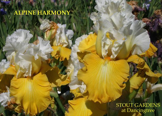 Photo of Tall Bearded Iris (Iris 'Alpine Harmony') uploaded by Calif_Sue