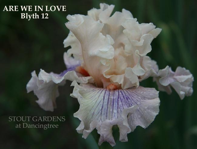 Photo of Tall Bearded Iris (Iris 'Are We in Love') uploaded by Calif_Sue
