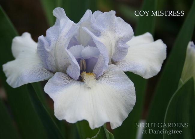 Photo of Standard Dwarf Bearded Iris (Iris 'Coy Mistress') uploaded by Calif_Sue