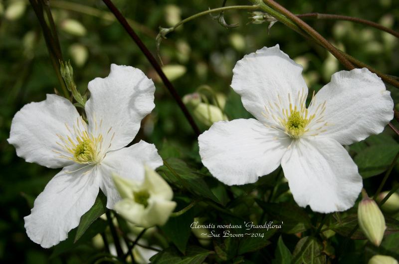 Photo of Clematis (Clematis montana 'Grandiflora') uploaded by Calif_Sue