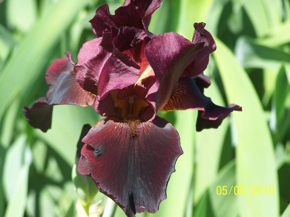 Photo of Tall Bearded Iris (Iris 'Hell's Fire') uploaded by Misawa77