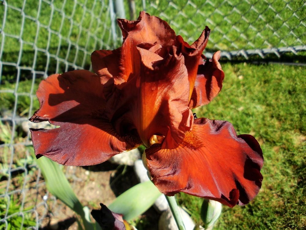Photo of Tall Bearded Iris (Iris 'Brimstone') uploaded by bramedog
