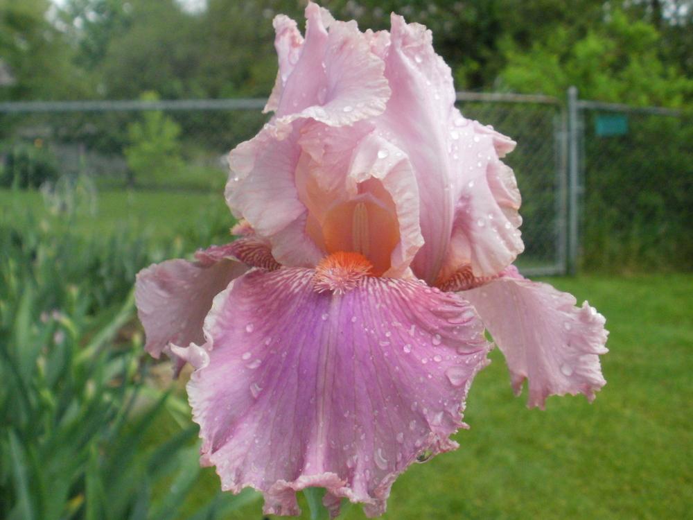 Photo of Tall Bearded Iris (Iris 'Okapi Poppy') uploaded by bramedog
