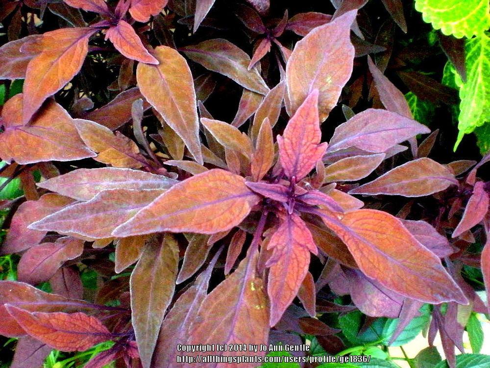 Photo of Coleus (Coleus scutellarioides ColorBlaze® Velvet Mocha) uploaded by ge1836