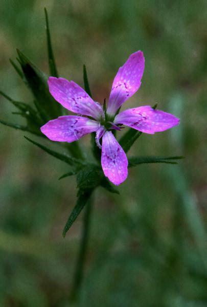 Photo of Deptford Pink (Dianthus armeria) uploaded by robertduval14