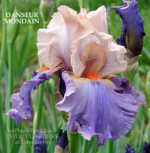 Photo of Tall Bearded Iris (Iris 'Danseur Mondain') uploaded by Calif_Sue