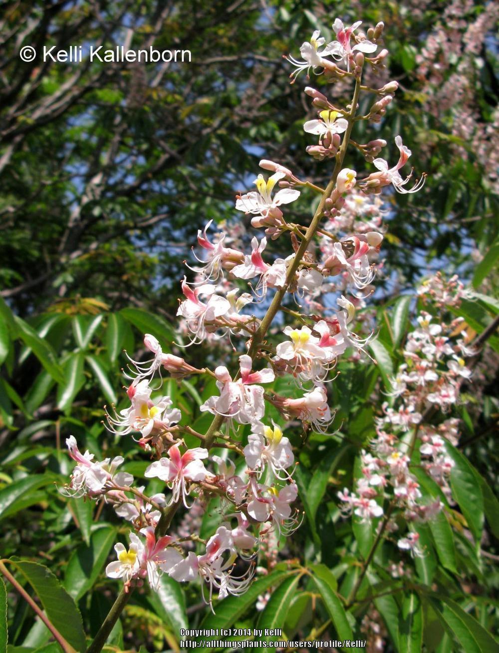 Photo of Indian Horse Chestnut (Aesculus indica) uploaded by Kelli