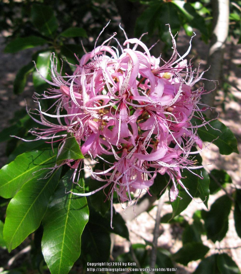 Photo of Cape Chestnut (Calodendrum capense) uploaded by Kelli