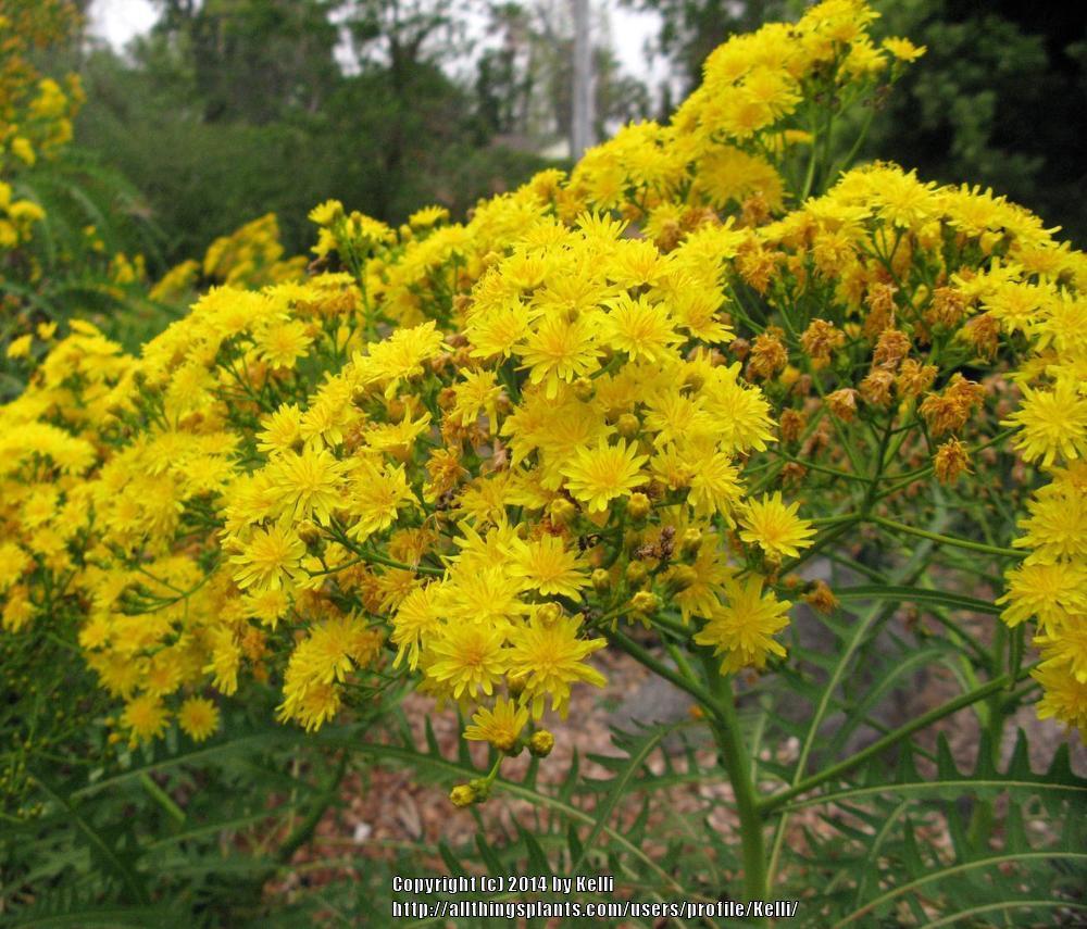 Photo of Sonchus (Sonchus canariensis) uploaded by Kelli