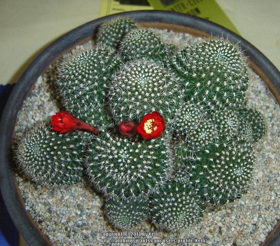Photo of Flame Crown Cactus (Aylostera deminuta) uploaded by Kelli