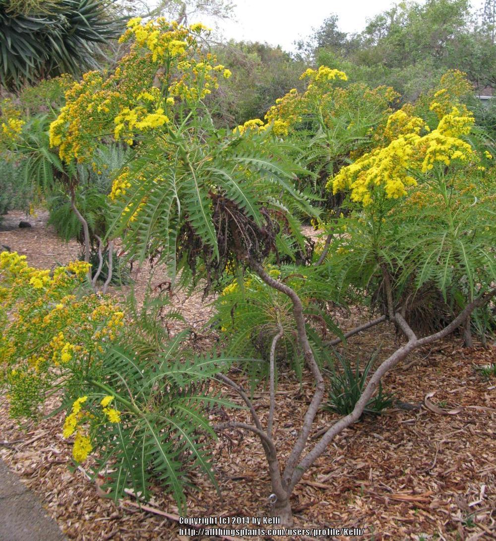 Photo of Sonchus (Sonchus canariensis) uploaded by Kelli