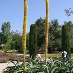 Location: Los Angeles Arboretum, Arcadia, California
Date: 2012-05-12