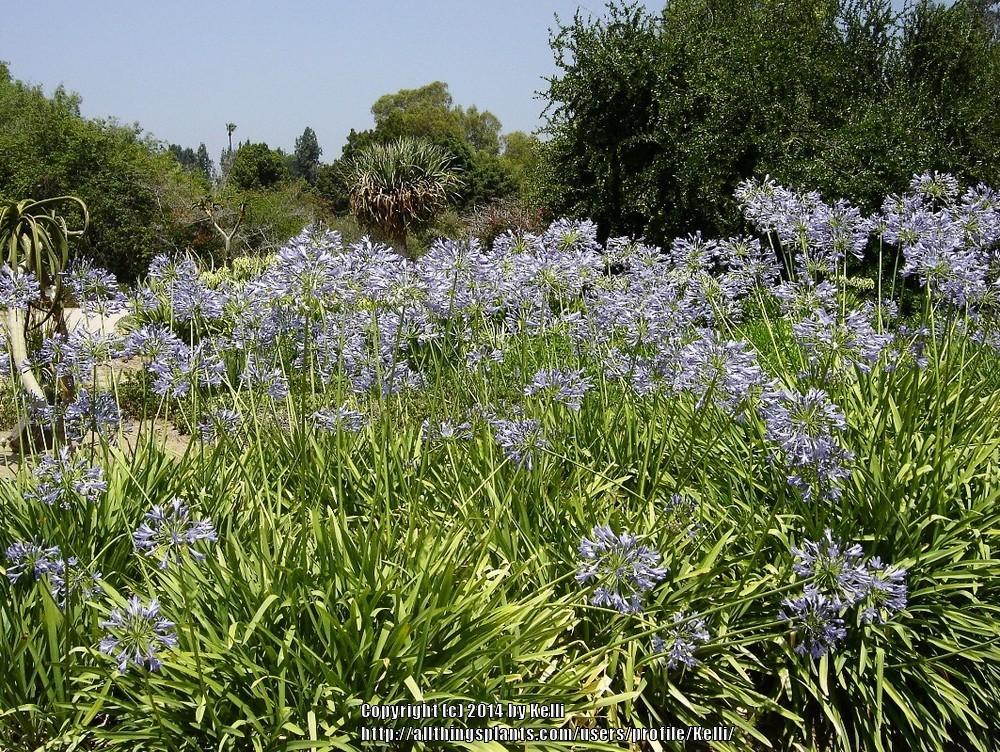 Photo of Lily of the Nile (Agapanthus) uploaded by Kelli