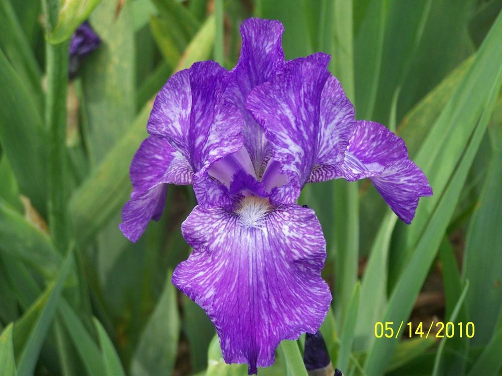 Photo of Border Bearded Iris (Iris 'Inty Greyshun') uploaded by Misawa77