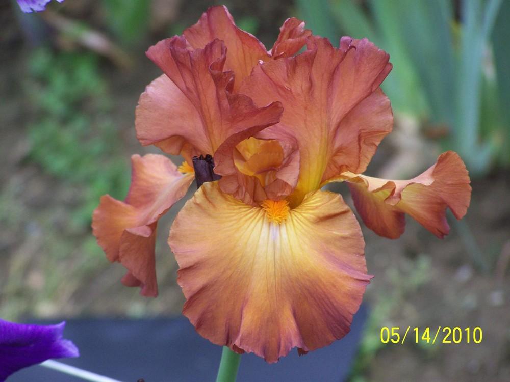 Photo of Tall Bearded Iris (Iris 'Bronzette Star') uploaded by Misawa77