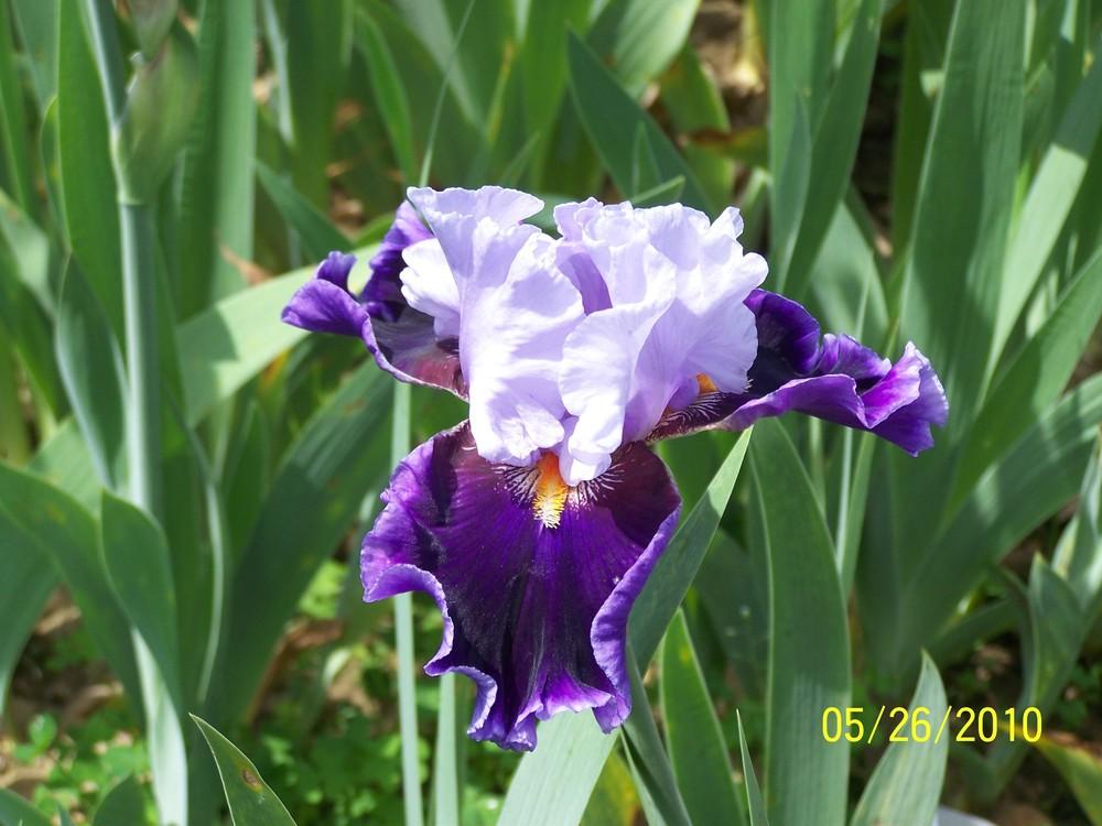 Photo of Tall Bearded Iris (Iris 'In Town') uploaded by Misawa77