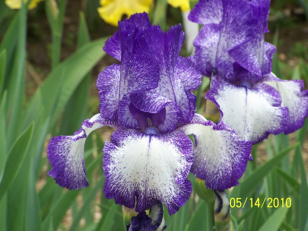 Photo of Tall Bearded Iris (Iris 'Dundee') uploaded by Misawa77