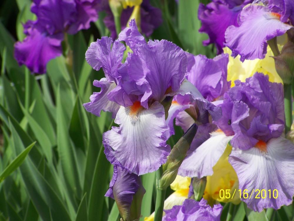 Photo of Tall Bearded Iris (Iris 'Chapel Bells') uploaded by Misawa77