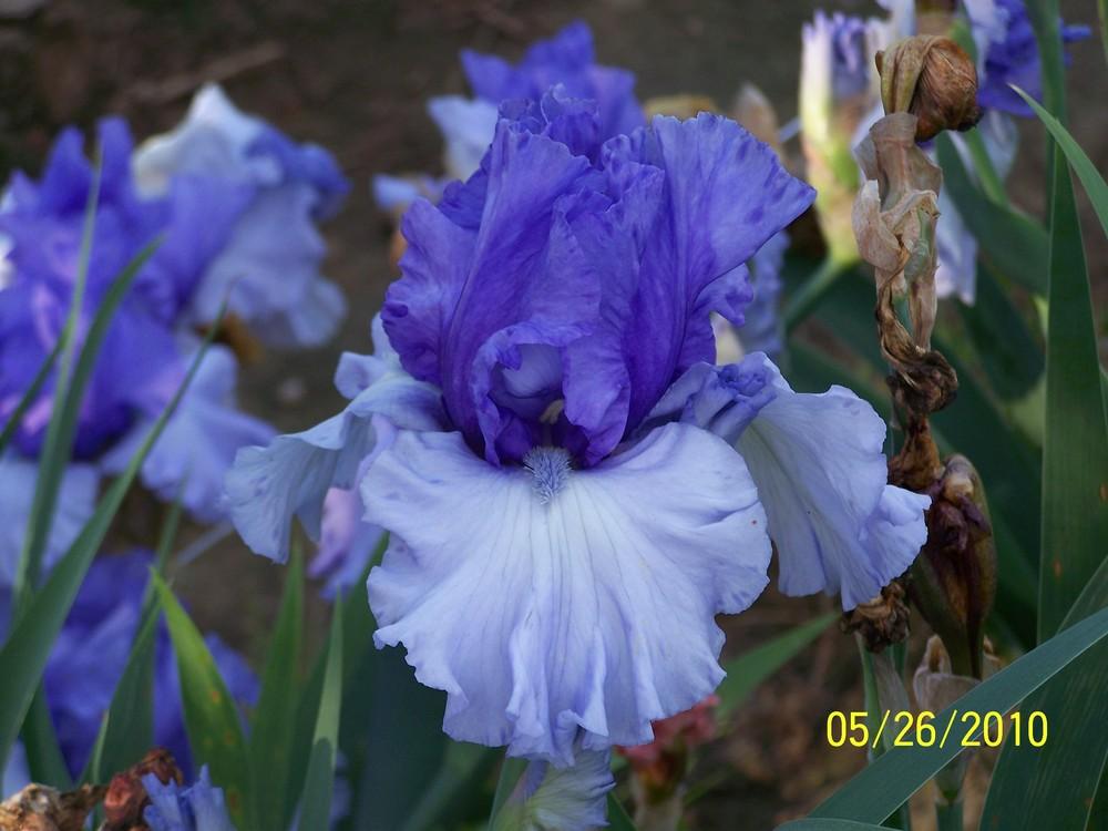 Photo of Tall Bearded Iris (Iris 'Crowned Heads') uploaded by Misawa77