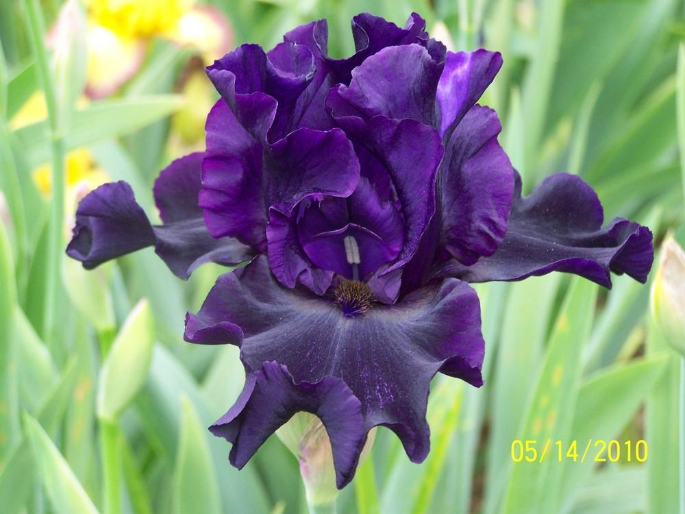 Photo of Tall Bearded Iris (Iris 'Dark Passion') uploaded by Misawa77