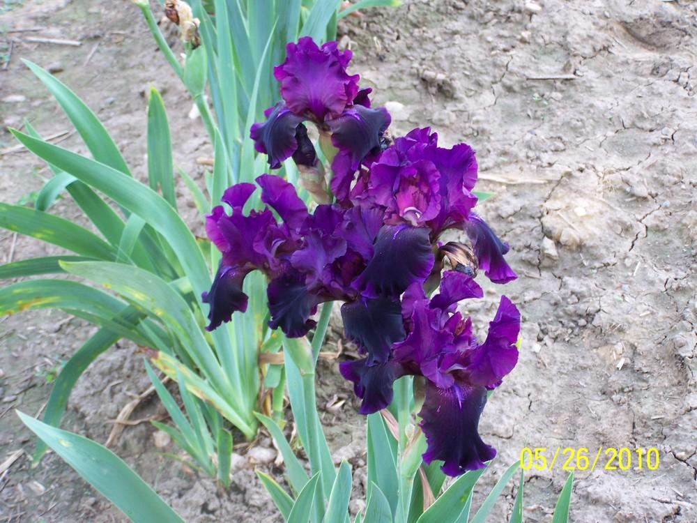 Photo of Tall Bearded Iris (Iris 'Cherry Smoke') uploaded by Misawa77