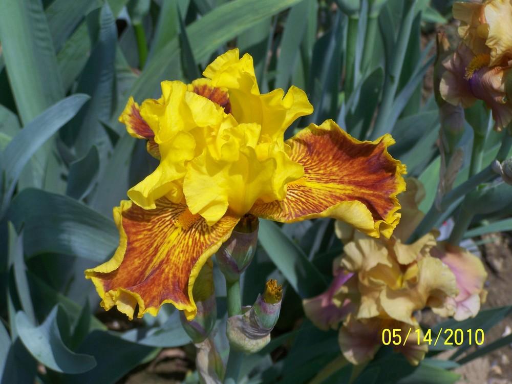 Photo of Tall Bearded Iris (Iris 'Dazzling Gold') uploaded by Misawa77