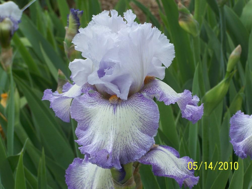 Photo of Tall Bearded Iris (Iris 'Acoma') uploaded by Misawa77