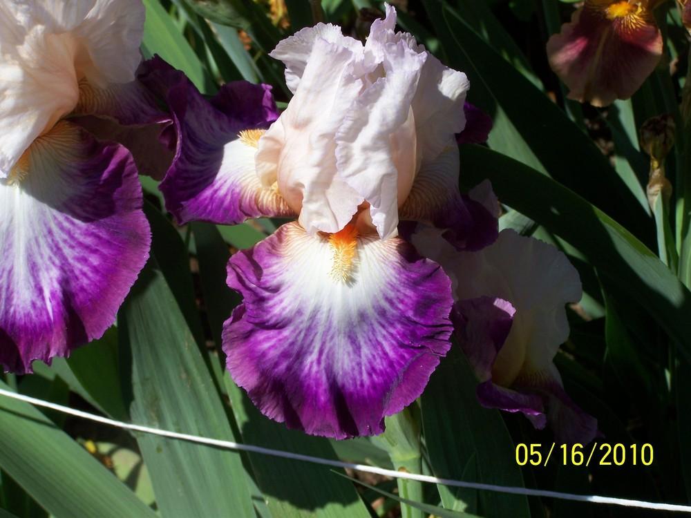 Photo of Tall Bearded Iris (Iris 'Bold Fashion') uploaded by Misawa77