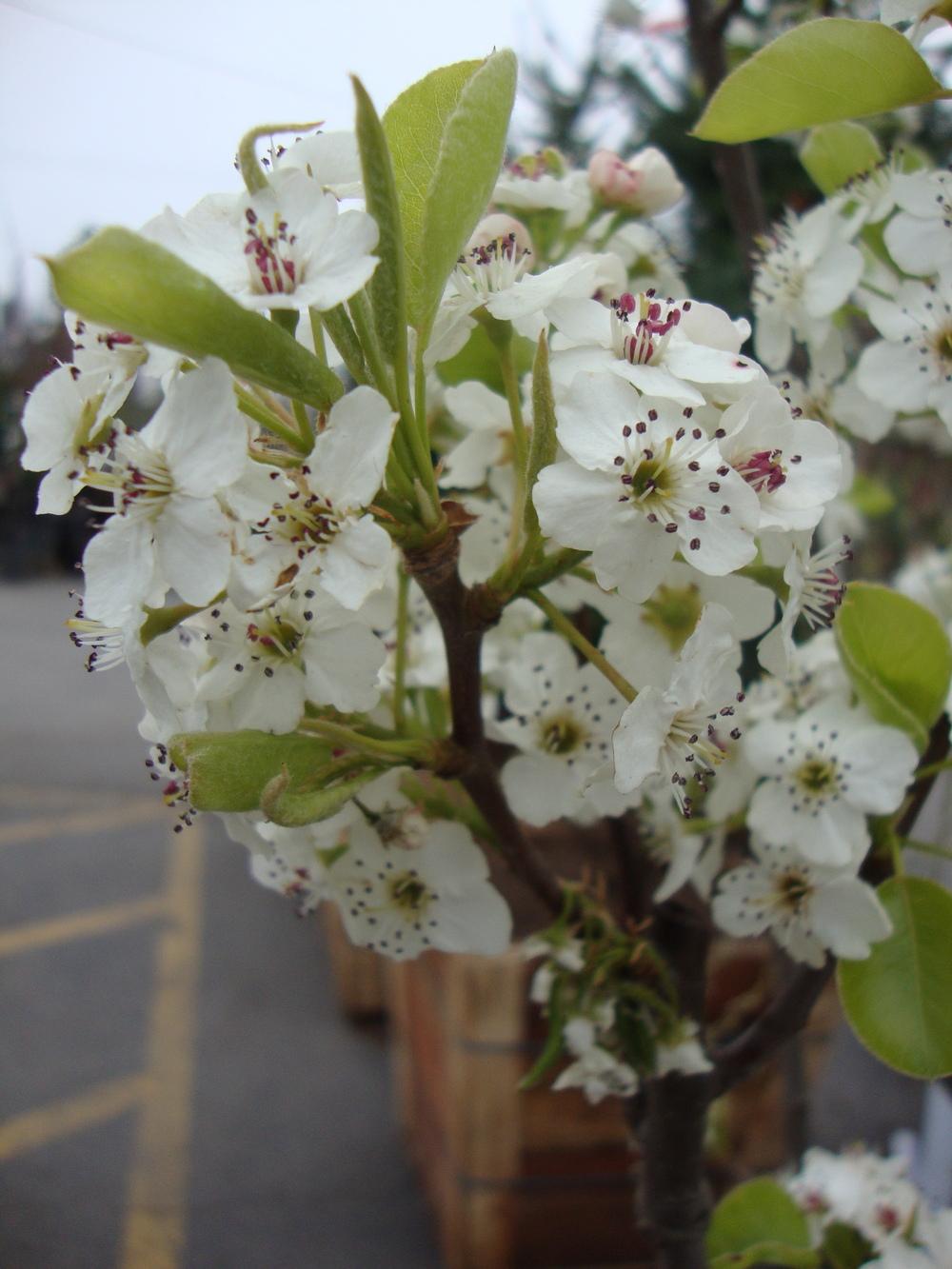 Photo of Flowering Pear (Pyrus calleryana 'Cleveland Select') uploaded by Paul2032