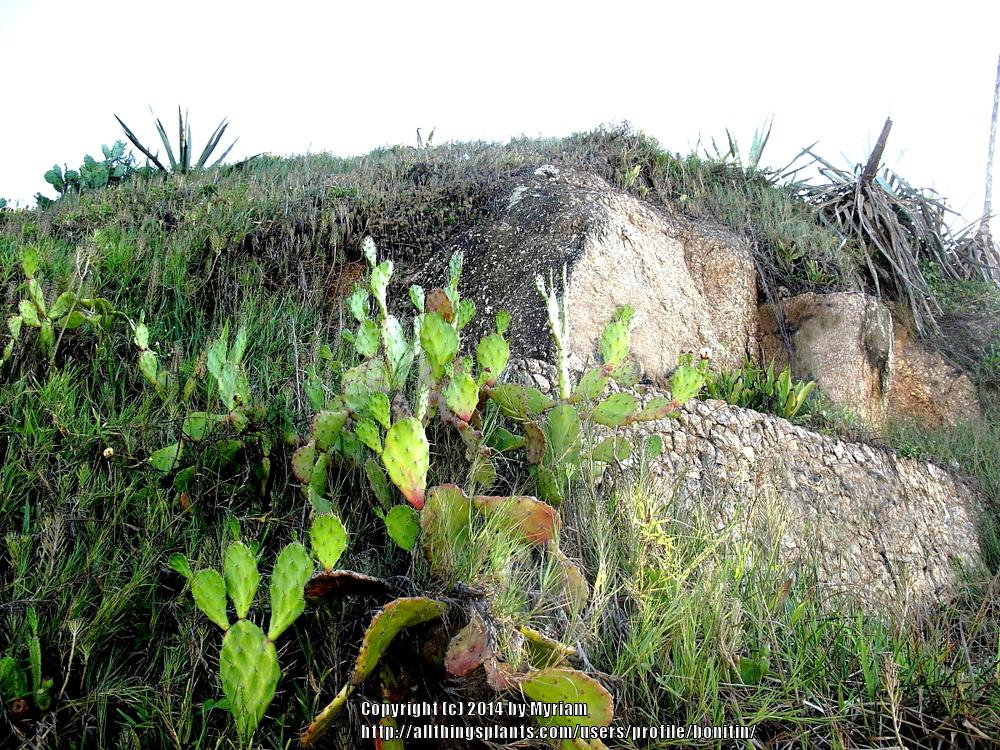 Photo of Prickly Pear (Opuntia monacanthos) uploaded by bonitin
