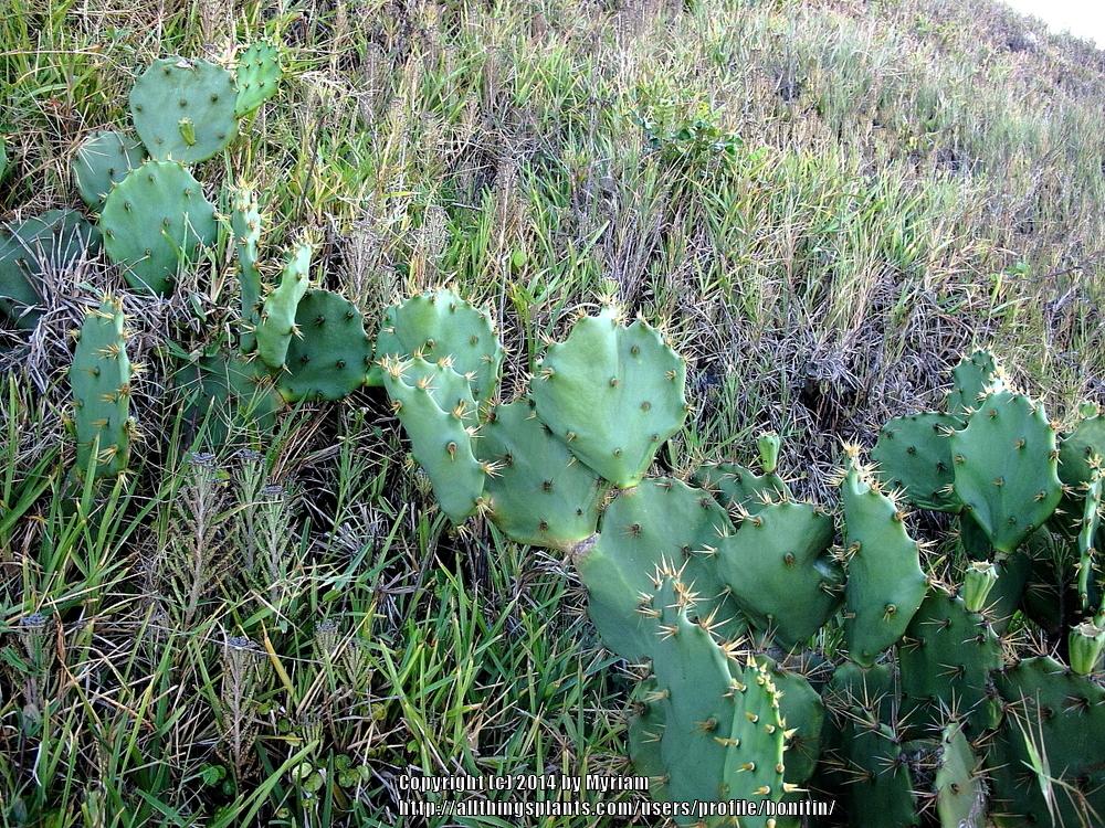Photo of Prickly Pear (Opuntia monacanthos) uploaded by bonitin