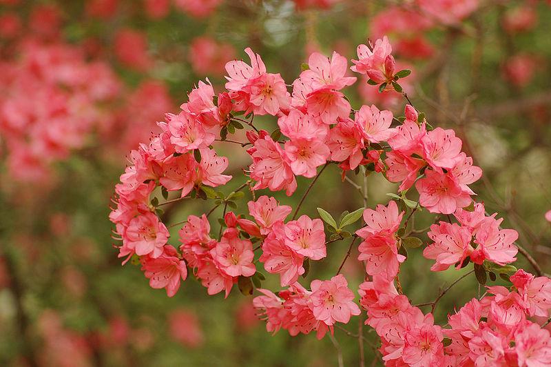 Photo of Kurume Azalea (Rhododendron 'Blaauw's Pink') uploaded by robertduval14