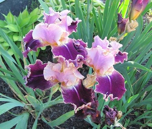 Photo of Tall Bearded Iris (Iris 'New Leaf') uploaded by starwoman