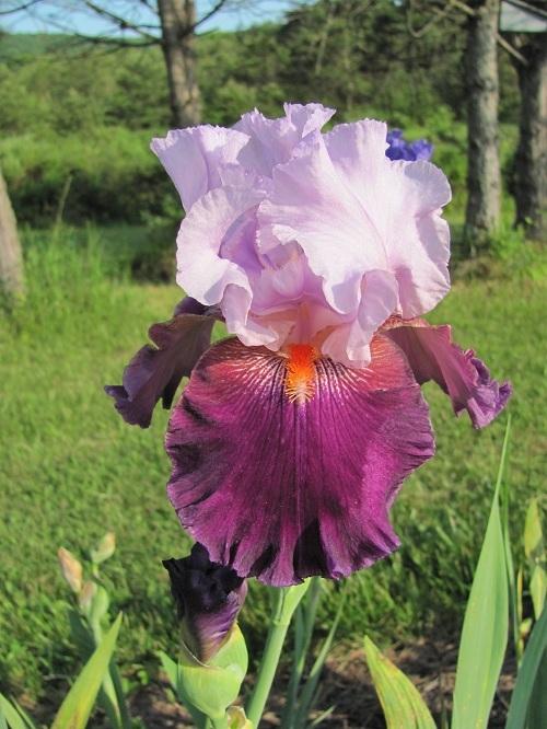 Photo of Tall Bearded Iris (Iris 'Costa Rica') uploaded by starwoman