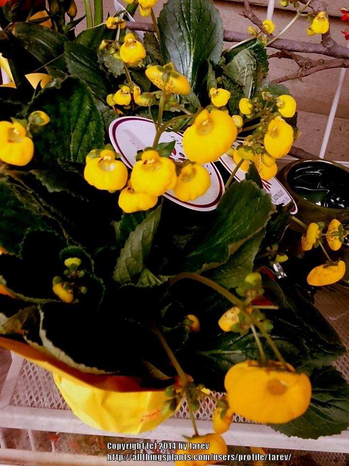 Photo of Pocketbook Plant (Calceolaria) uploaded by tarev