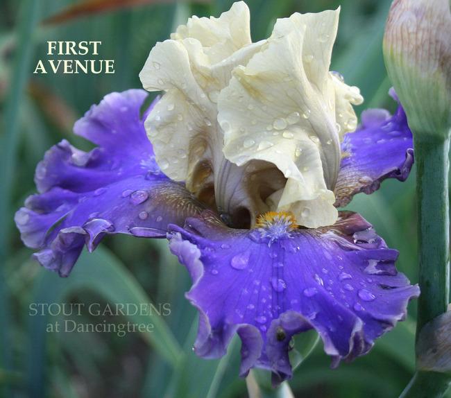 Photo of Tall Bearded Iris (Iris 'First Avenue') uploaded by Calif_Sue