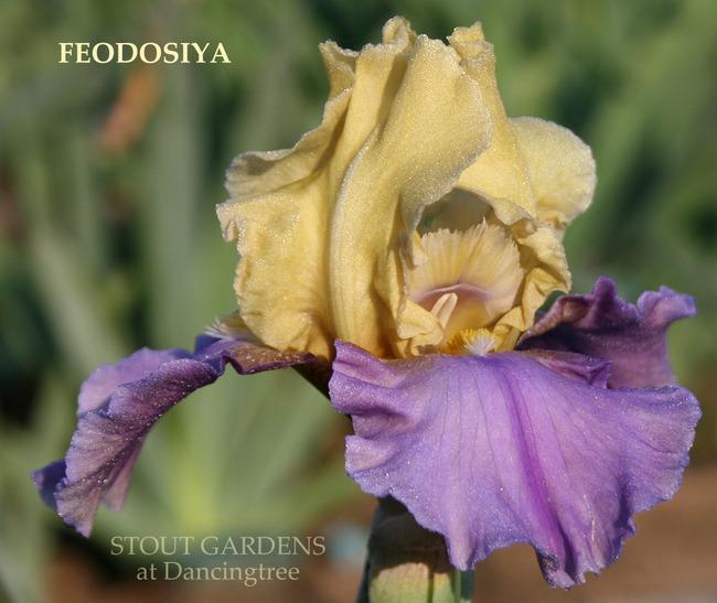 Photo of Tall Bearded Iris (Iris 'Feodosiya') uploaded by Calif_Sue