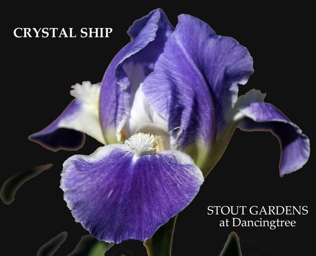 Photo of Standard Dwarf Bearded Iris (Iris 'Crystal Ship') uploaded by Calif_Sue