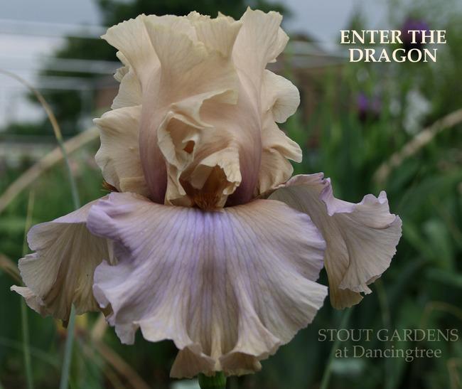 Photo of Tall Bearded Iris (Iris 'Enter the Dragon') uploaded by Calif_Sue