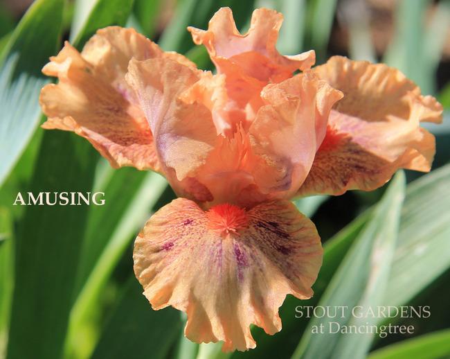 Photo of Standard Dwarf Bearded Iris (Iris 'Amusing') uploaded by Calif_Sue