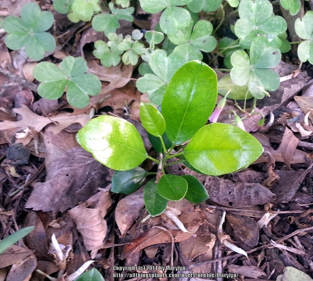 Photo of Texas Mountain Laurel (Dermatophyllum secundiflorum) uploaded by Marylyn