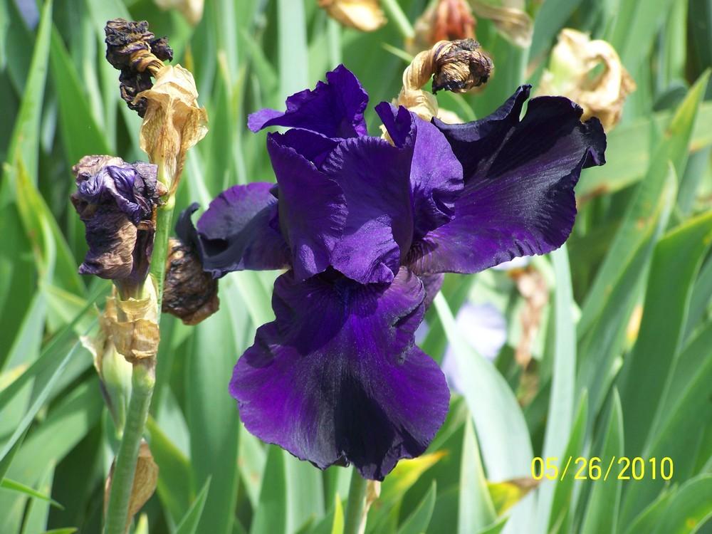 Photo of Tall Bearded Iris (Iris 'Tuxedo') uploaded by Misawa77