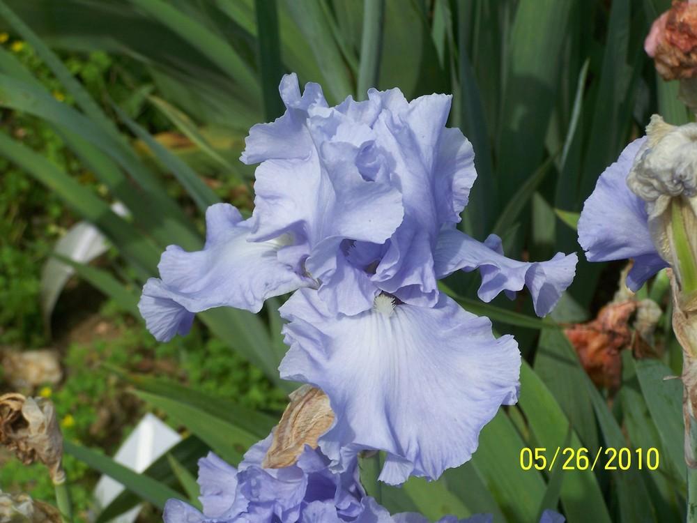 Photo of Tall Bearded Iris (Iris 'Rapture in Blue') uploaded by Misawa77