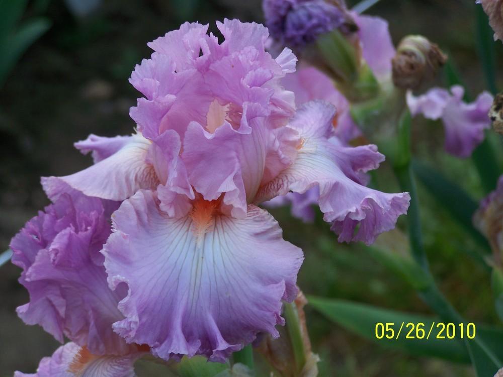 Photo of Tall Bearded Iris (Iris 'Vienna Waltz') uploaded by Misawa77
