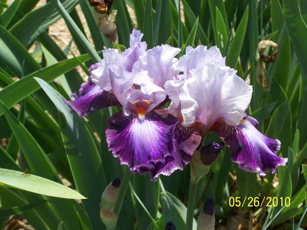 Photo of Tall Bearded Iris (Iris 'Scene Stealer') uploaded by Misawa77
