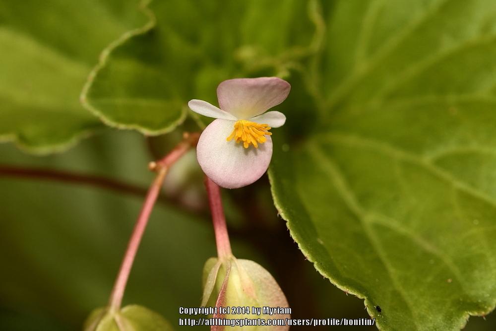 Photo of Wax Begonia (Begonia cucullata) uploaded by bonitin