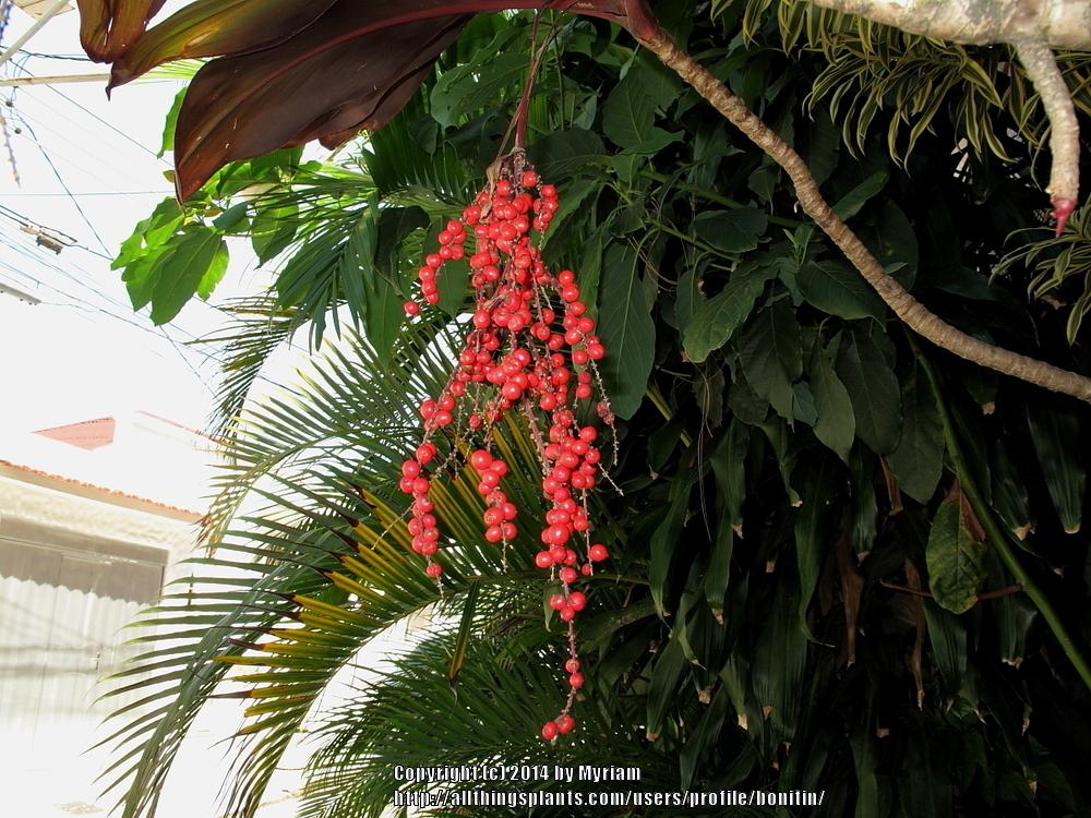 Photo of Ti Plant (Cordyline fruticosa) uploaded by bonitin