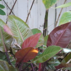 Location: my garden, Sarasota FL
Date: 2014-03-31
Mine varies in color from this dark red in cool weather to almost